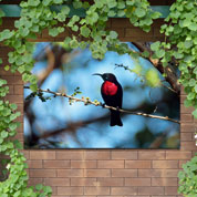 Outdoor Canvas Wall Art - Red Bird